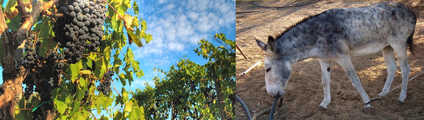 Passeggiata per le vigne a passo d’asino