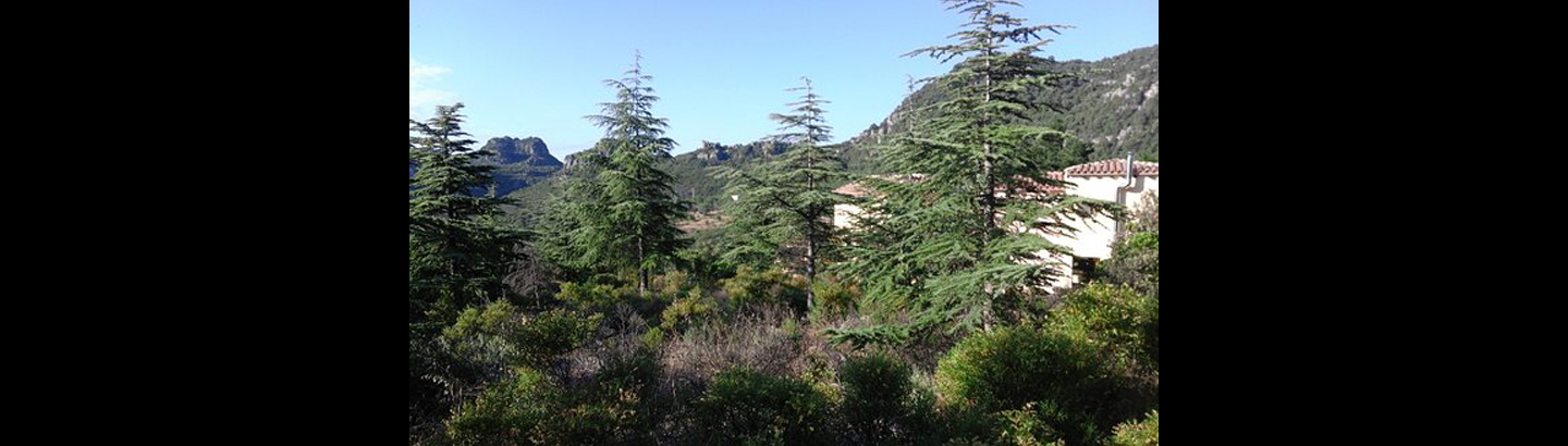 Puliamo il bosco﻿